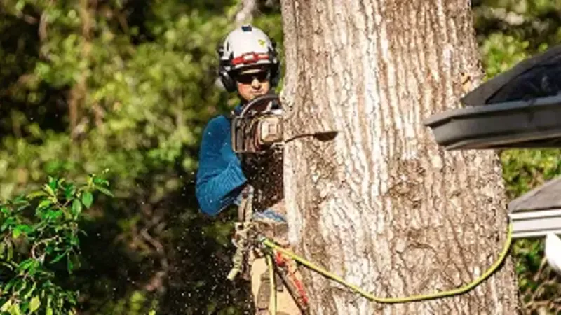 tree service companies in Greater Jackson MS